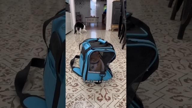 Kitty Soap Opera: Chapter 80... The Sass Mouth, Alcoholic, Catnip Dealer, and Pentecostal Kitties. смотреть онлайн