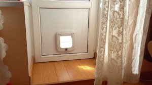 Явление кота