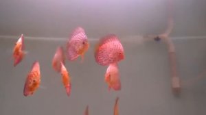 Дискусы пара , как за 20 секунд определить пару у подростков