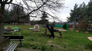 ПРЫЖОК ЧЕРЕЗ СПЛОШНОЙ БАРЬЕР. БЕЛЬГИЙСКАЯ ОВЧАРКА МАЛИНУА