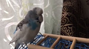 Какие признаки подает попугай, когда начинает говорить