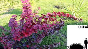 Барбарис тунберга Дартс Ред Леди. Berberis thunbergii Dart's Red Lady