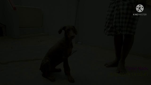 Dharun_The Doberman Growth 35 days to 10 Months | Tamil смотреть онлайн