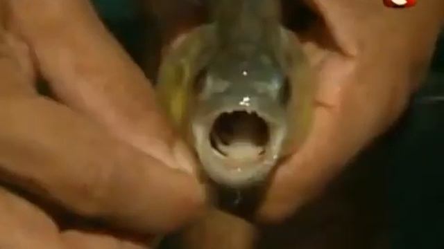 Бразилия Амазония Вокруг света