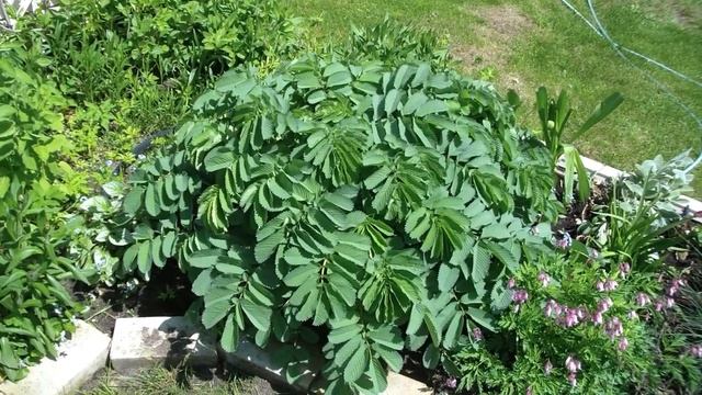 Дачный влог! Поставили шатер. Обзор сада с Владом! смотреть онлайн