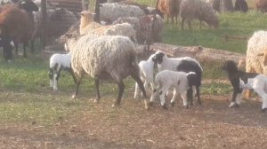 Ягнята от ДОРПЕРА.Трёхпородного скрещивания.
