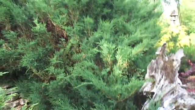 5-я часть-САД ЛЮДМИЛЫ В ОСИНОВОЙ РОЩЕ - Санкт - Петербург в Контакте...https://vk.com/id127371941 смотреть онлайн