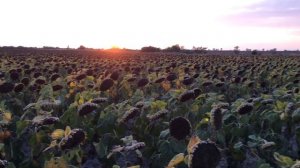 АРХИТЕКТ на подсолнечник | Первый опыт использования