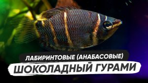 Шоколадный гурами / Содержание в аквариуме, обустройство аквариума, разведение, кормление