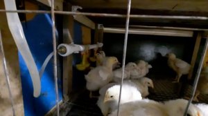 Как приучить бройлеров к нипельному поению.