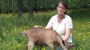 Зааненские козы в Новозыбкове