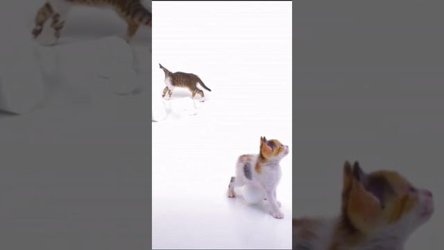 Смотрите, какие милые котята играют весело и беззаботно! 🐱🎉 #котята #игры #развлечения