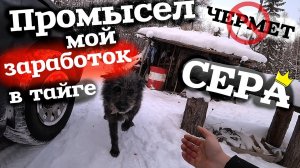 Промысел! Заработок в тайге! СЕРА ЖЕВАТЕЛЬНАЯ! лучше чем металокоп!