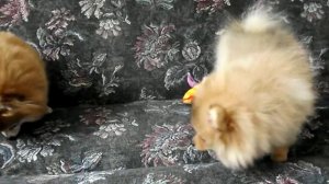 Померанский шпиц 8 (цвергшпиц, немецкий, карликовый)