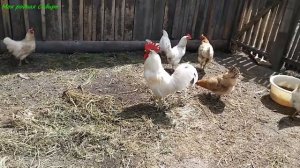 Цыплята и большие куры гуляют вместе впервые! А у нас появились желторотики!
