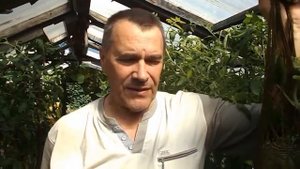 ВЫРАЩИВАНИЕ ДЫНЬ В СИБИРИ