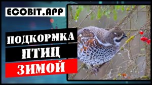 Кормушки для птиц. Как их делать и зачем