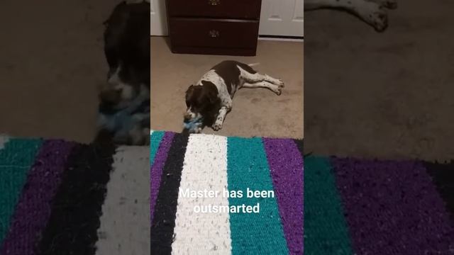 Echo the Emotional Support Pup Playtime 2