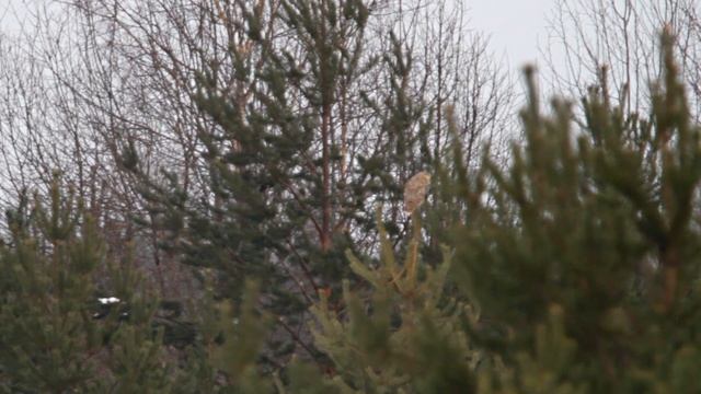 Сова на охоте.Длиннохвостая Неясыть в зимний период. смотреть онлайн