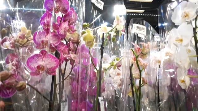 103#64 / Хобби-Цветы / 17.09.2018 - ФУДСИТИ. ОРХИДЕИ. КАК ОТЛИЧИТЬ ЧАРМЕР ОТ КОС? смотреть онлайн