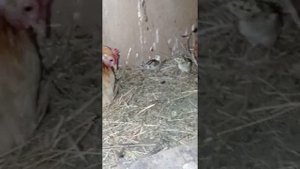 курица высиживает яйца фазана