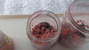 Выращивание "чистой" Триходермы на   перловой крупе обработаной препаратом  Синклер