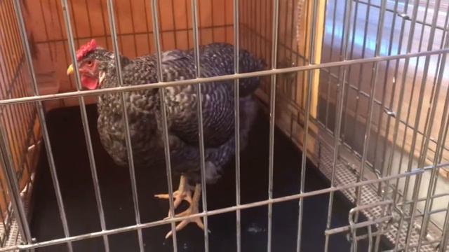 Как Цыпа спит. смотреть онлайн