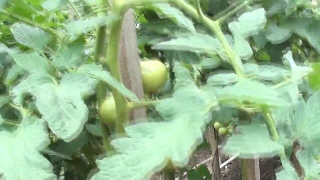 Томат Бэла Роса F1 достойный крупноплодный гибрид смотреть онлайн