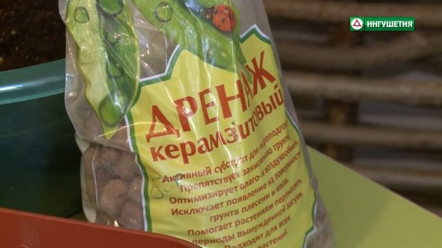 Как посадить укроп на подоконнике смотреть онлайн