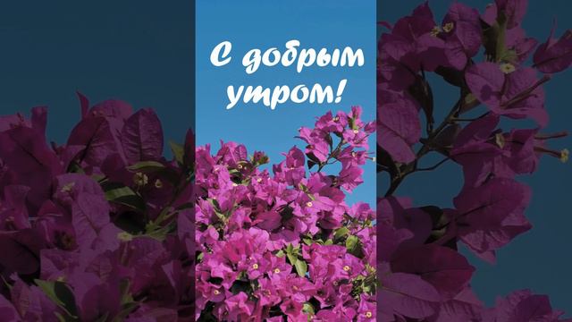 Видеоролик с добрым утром! | SunPikRu