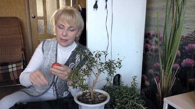 Комнатный гранат в декабре.Обрезка, посадка, целебные свойства