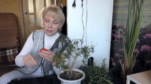 Комнатный гранат в декабре.Обрезка, посадка, целебные свойства