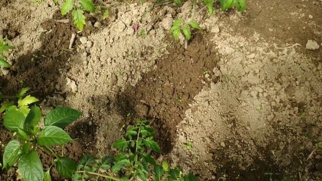 Почему после высадки рассады на листьях появились пятна,что делать?Как спасти подмерзшую рассаду? смотреть онлайн