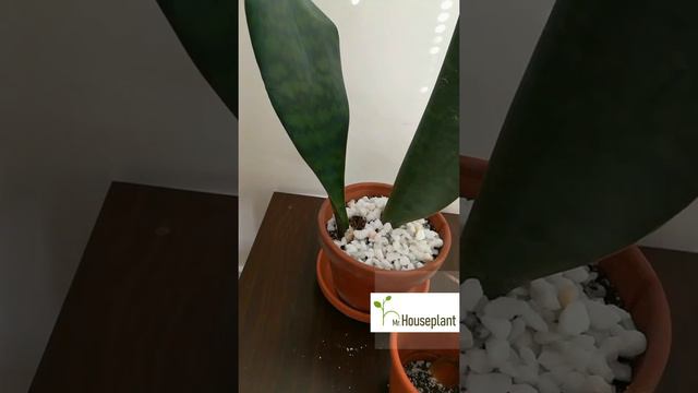 Topdressing a Snake Plant (Quick & Easy)