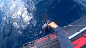 Охота за Голубым Тунцом! Море у берегов Сахалина кипит от рыбы! __ Bluefin Tuna! (Eng Subs).