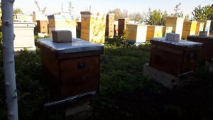 Хотите взять много мёда с акации. Тогда Вам на ютуб канал ДачаTV.