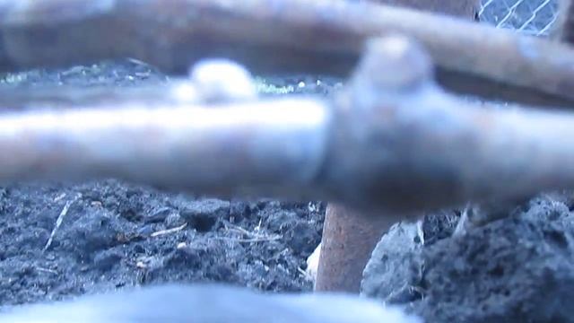 открываем виноград после зимы смотреть онлайн