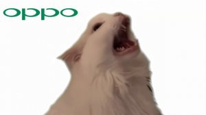 Cat MEOW but famous phone ringtones PART 2