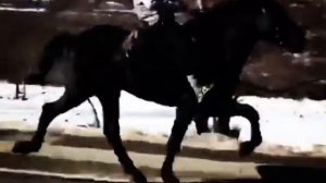 Жеребец Карачаевской породы BLACK. Иноходец 34 км/ч. Нижняя Теберда. Карачаевская порода лошадей.