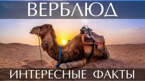 Верблюд. Интересные факты