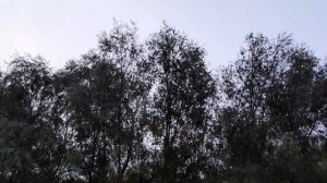 Отдых на Дону / СЕМИКАРАКОРСК /Ростовская область