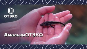 ОТЭКО проводит масштабный эколого-просветительский фестиваль «Реки впадают в моря»