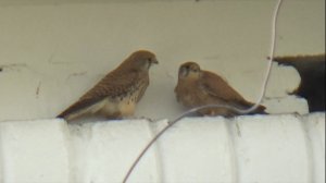 Пустельга 07052022