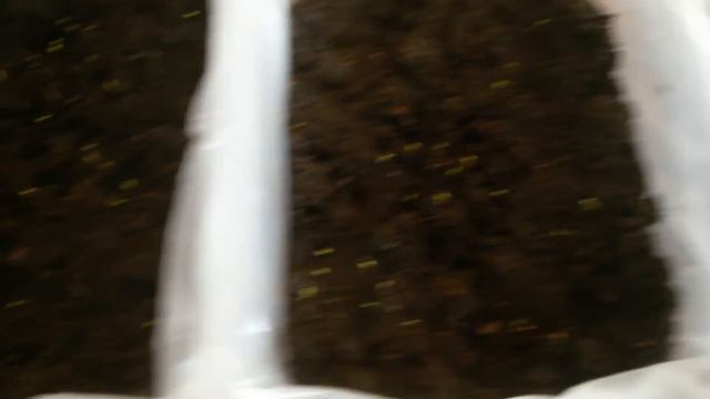 Рассада земляники спустя 7 дней после посадки - отличная всхожесть! смотреть онлайн