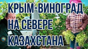 Чудо виноград в Кушмуруне на севере Казахстана, вот такой обалденный виноград, увидел, попробовал.