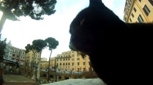 Il gatto Nero portafortuna di Largo di Torre Argentina Roma