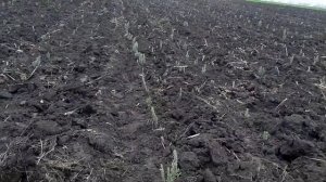 Лаванда. Посадка саженцев в ноябре.