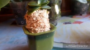 Minmaru. Японская орхидея (Sedirea japonica).