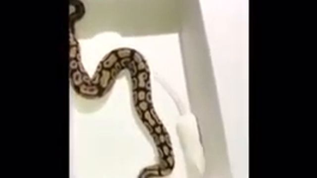 ПАРЕНЬ НЕ ОЖИДАЛ УКУС ЗМЕИ смотреть онлайн