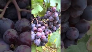 Виноград подарок Несветая 2022